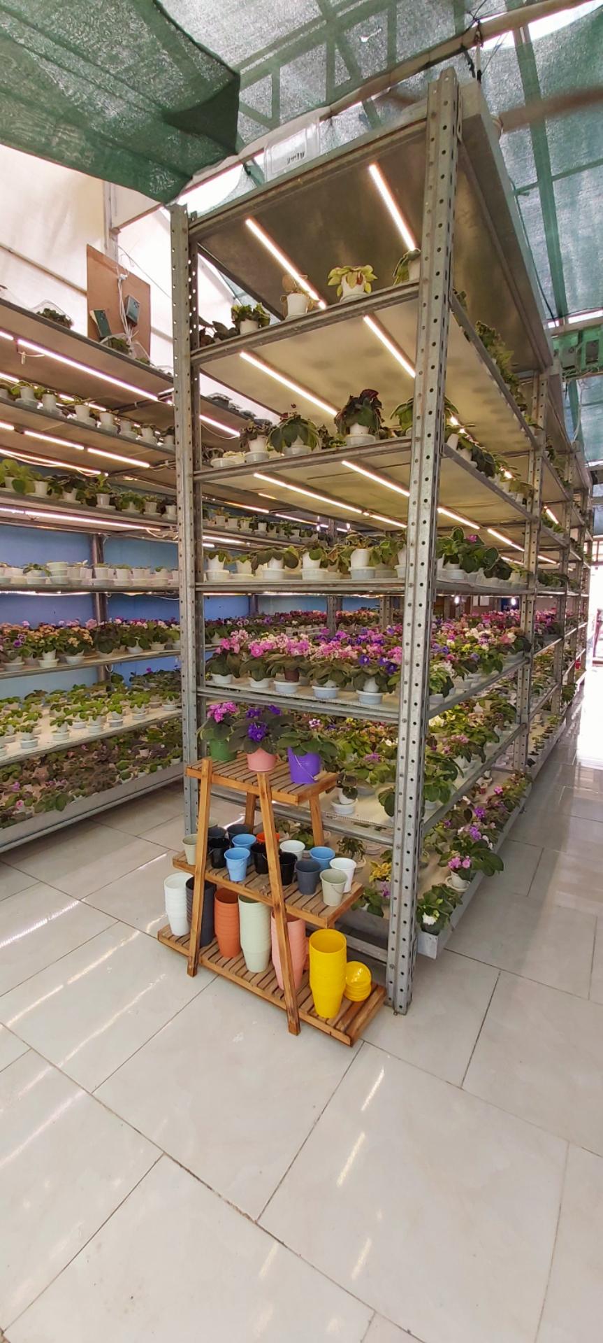 عکس بنفشه آفریقایی مهدیه