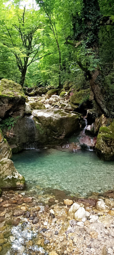 عکس جنگل بندپی