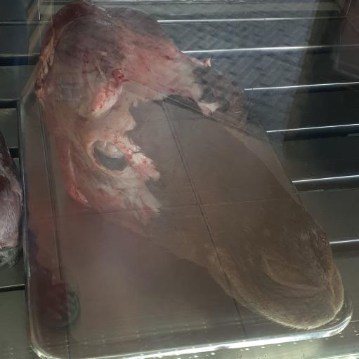 عکس پروتئین مرکزی