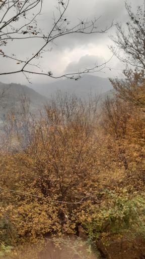 عکس شیرکوه