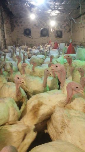 عکس سالن پرورش بوقلمون 