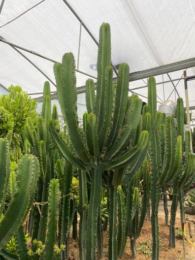 عکس گلخانه یوکا