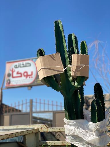 عکس گلخانه یوکا