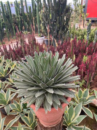 گلخانه یوکا