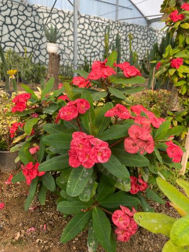 عکس گلخانه یوکا