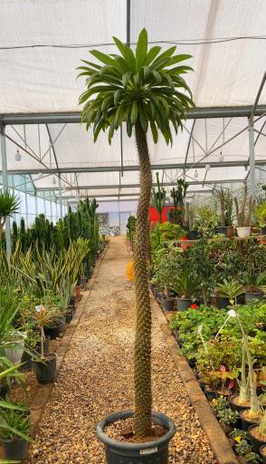 گلخانه یوکا