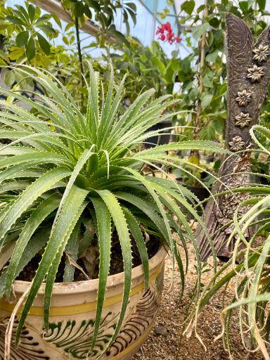 عکس گلخانه یوکا