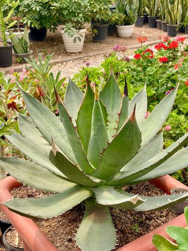 گلخانه یوکا