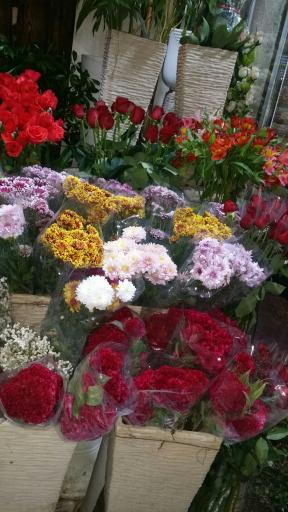 عکس گل برکه