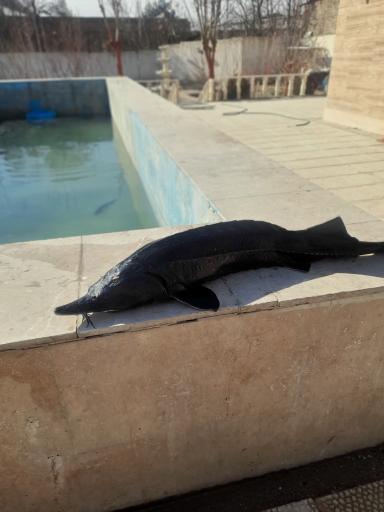 عکس پرورش ماهی رهام