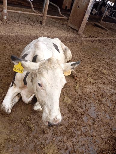 عکس گاوداری ماهشام