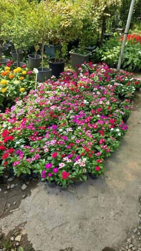 عکس مبلمان باغی یاس