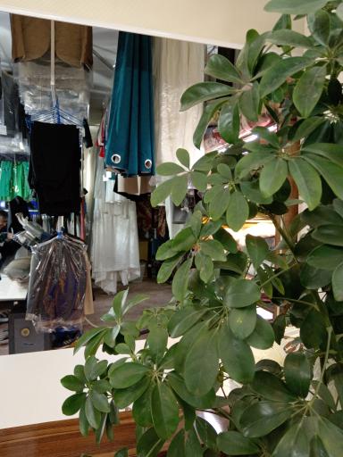 خشکشویی محمد 