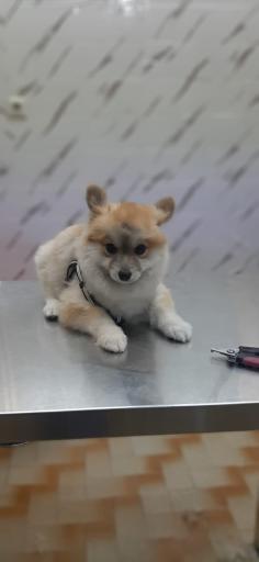 عکس کلینیک تخصصی دامپزشکی دکتر سامان سلمانی