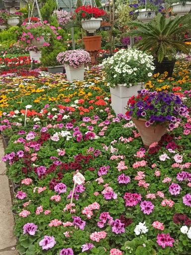 عکس بازار مرکزی گل و گیاه شهرداری اصفهان (همدانیان)