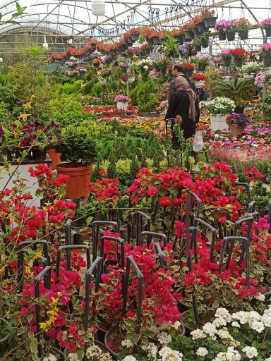 عکس بازار مرکزی گل و گیاه شهرداری اصفهان (همدانیان)