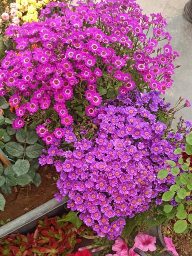 بازار مرکزی گل و گیاه شهرداری اصفهان (همدانیان)