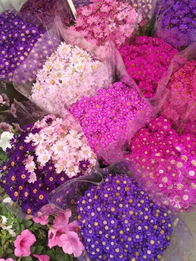 عکس بازار مرکزی گل و گیاه شهرداری اصفهان (همدانیان)