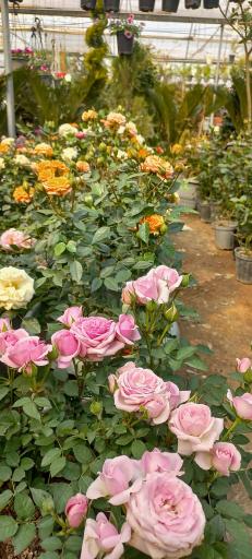 بازار مرکزی گل و گیاه شهرداری اصفهان (همدانیان)