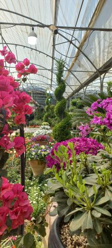 عکس بازار مرکزی گل و گیاه شهرداری اصفهان (همدانیان)