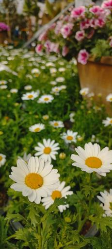 بازار مرکزی گل و گیاه شهرداری اصفهان (همدانیان)