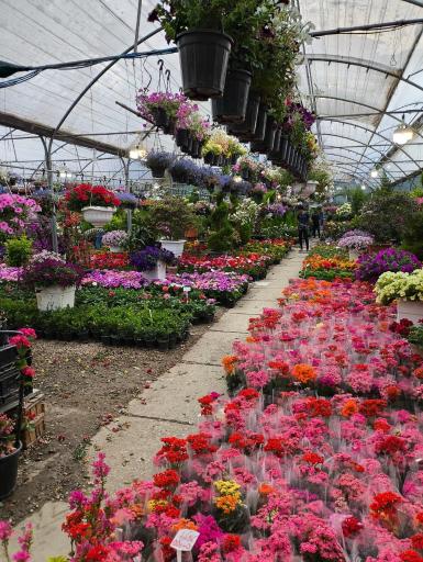 عکس بازار مرکزی گل و گیاه شهرداری اصفهان (همدانیان)