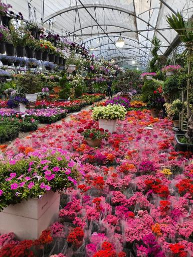 عکس بازار مرکزی گل و گیاه شهرداری اصفهان (همدانیان)