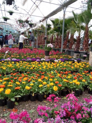 عکس بازار مرکزی گل و گیاه شهرداری اصفهان (همدانیان)