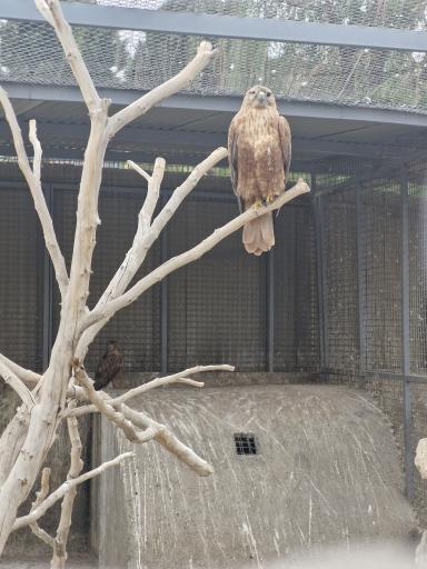 عکس باغ وحش صفادشت