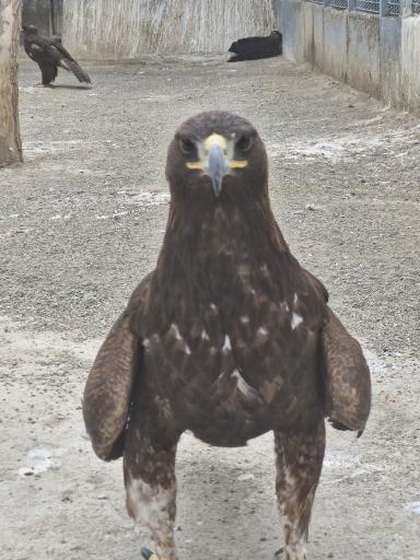 عکس باغ وحش صفادشت