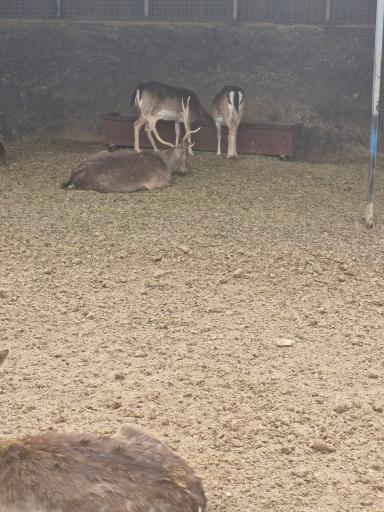 عکس باغ وحش صفادشت