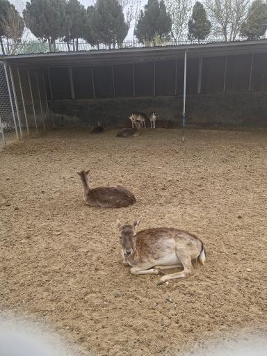 عکس باغ وحش صفادشت