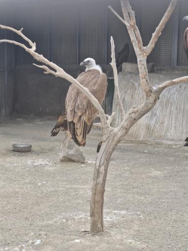 عکس باغ وحش صفادشت