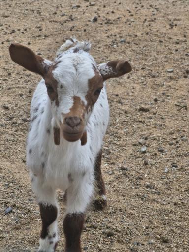 عکس باغ وحش صفادشت