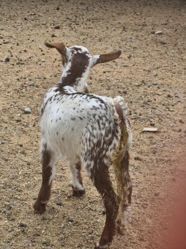 عکس باغ وحش صفادشت