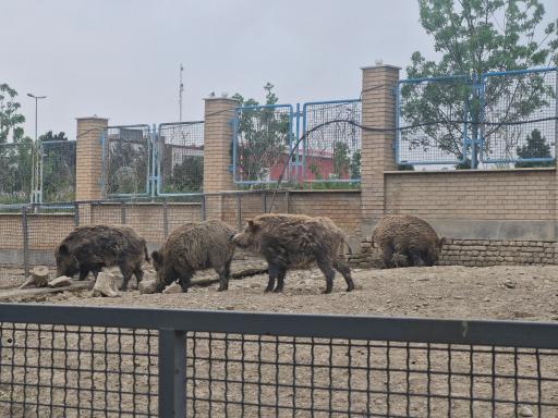 عکس باغ وحش صفادشت