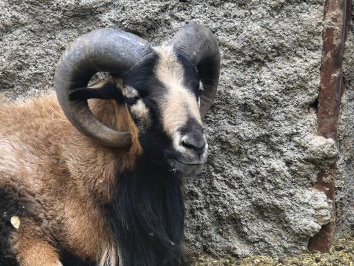 عکس باغ وحش صفادشت