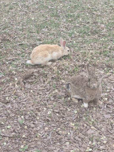 عکس باغ وحش صفادشت