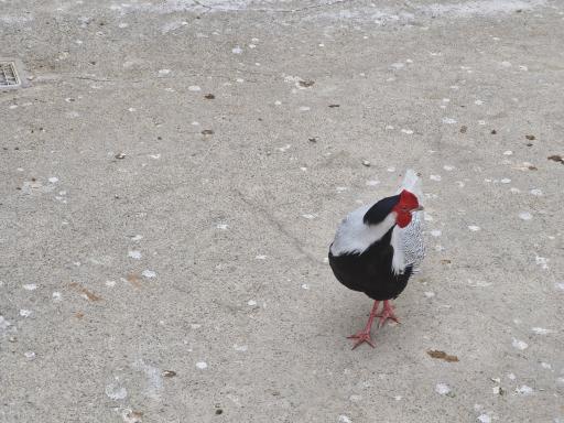 عکس باغ وحش صفادشت