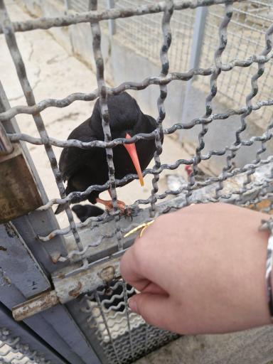 عکس باغ وحش صفادشت