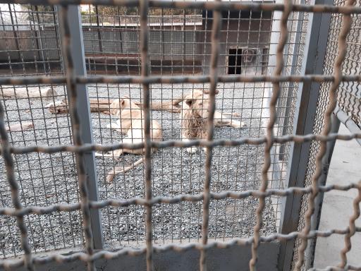 عکس باغ وحش صفادشت