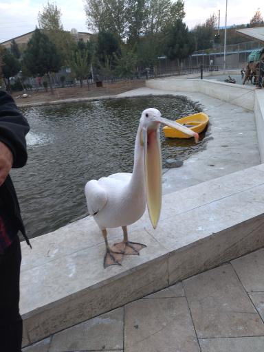 عکس باغ وحش صفادشت