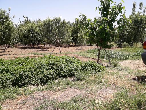 عکس دشت بیلو