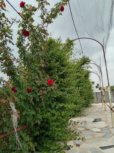 عکس مزرعه گلابگیری گل سرخ 