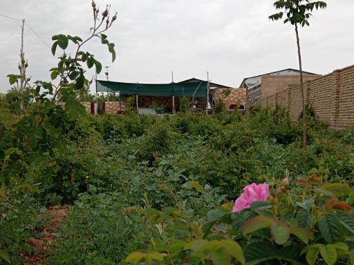 عکس مزرعه گلابگیری گل سرخ 