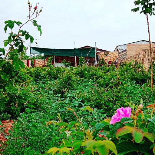 عکس مزرعه گلابگیری گل سرخ 