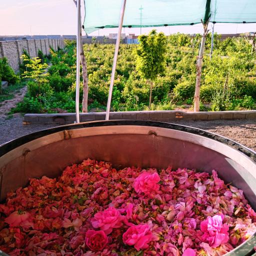 عکس مزرعه گلابگیری گل سرخ 