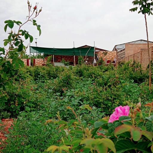 عکس مزرعه گلابگیری گل سرخ 