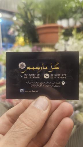 عکس گل نارسیس
