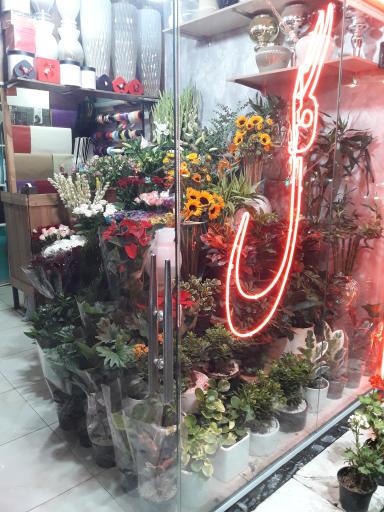 عکس گل شاهانه